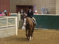 horse shows 41